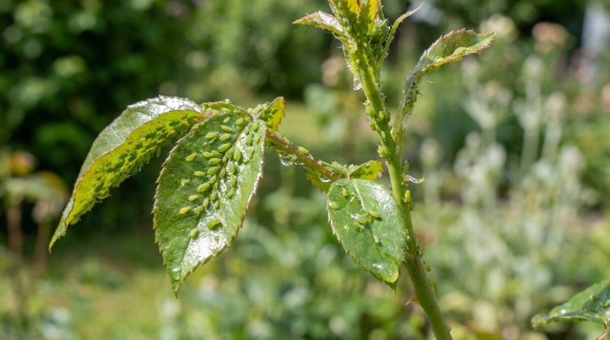 entdecken Sie, wie eine leuchtend orange Blume Ihren Garten natürlich vor Blattläusen und Schädlingen schützt