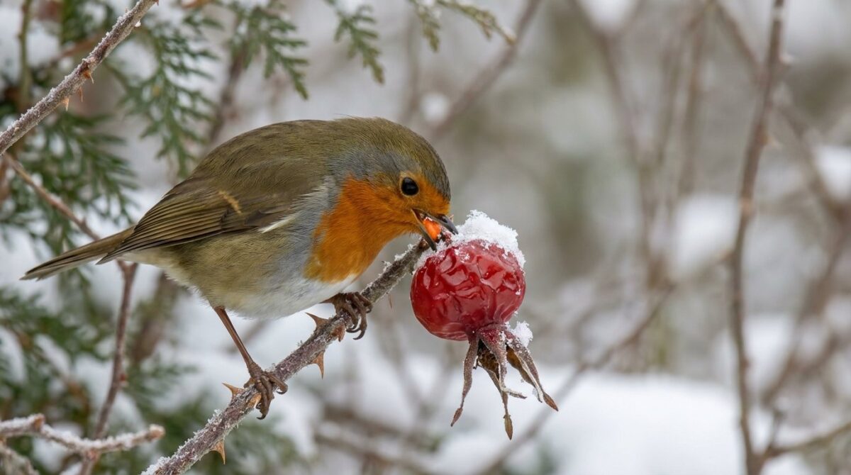 entdecken Sie, wie zwei robuste Rosensträucher Ihren Garten in ein Vogelparadies verwandeln und wilde Tiere anlocken