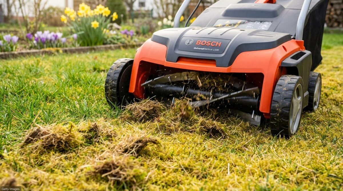 vertikutieren Sie Ihren Rasen vor dem 10. März, um Moos und Filz zu entfernen und einen dichten, grünen Rasen nach dem Winter zu erreichen